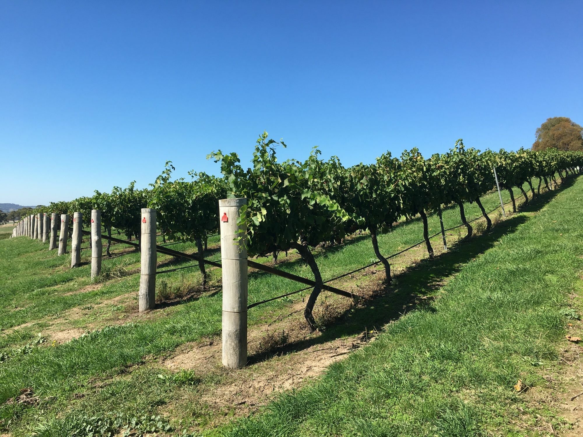 Turners Vineyard Motel Orange Ngoại thất bức ảnh